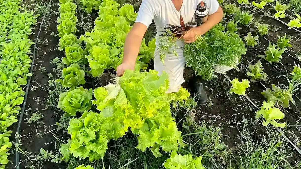 Huerta lechuga